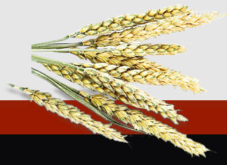 ��ҳ- �ڲ���������Ϊ��,רҵ����!