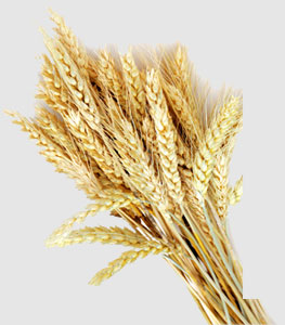 ��ҳ- �ڲ���������Ϊ��,רҵ����!