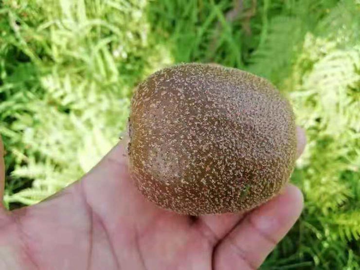 ��ҳ- �ڲ���������Ϊ��,רҵ����!